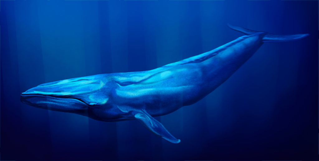 Blue Whale