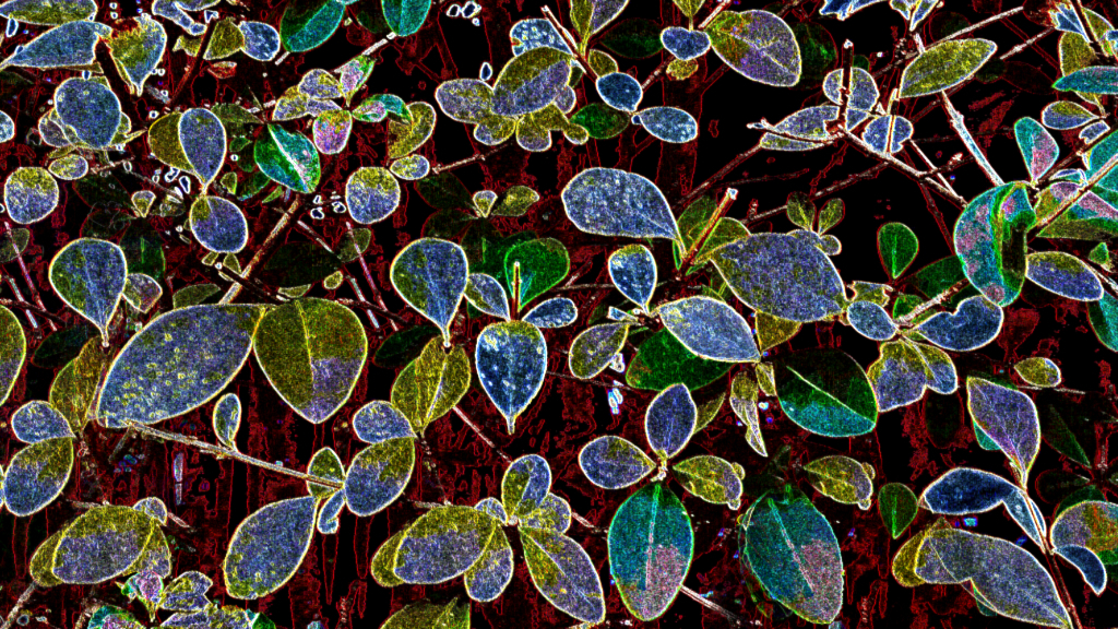 Glass Leaves of Oz
